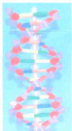 DNA